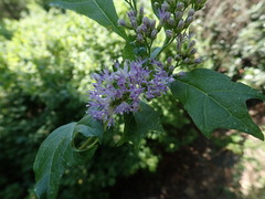 Gymnanthemum capense