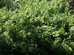 Gymnanthemum capense