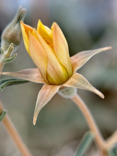 Argus Blazingstar (Mentzelia oreophila)