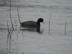 Fulica americana