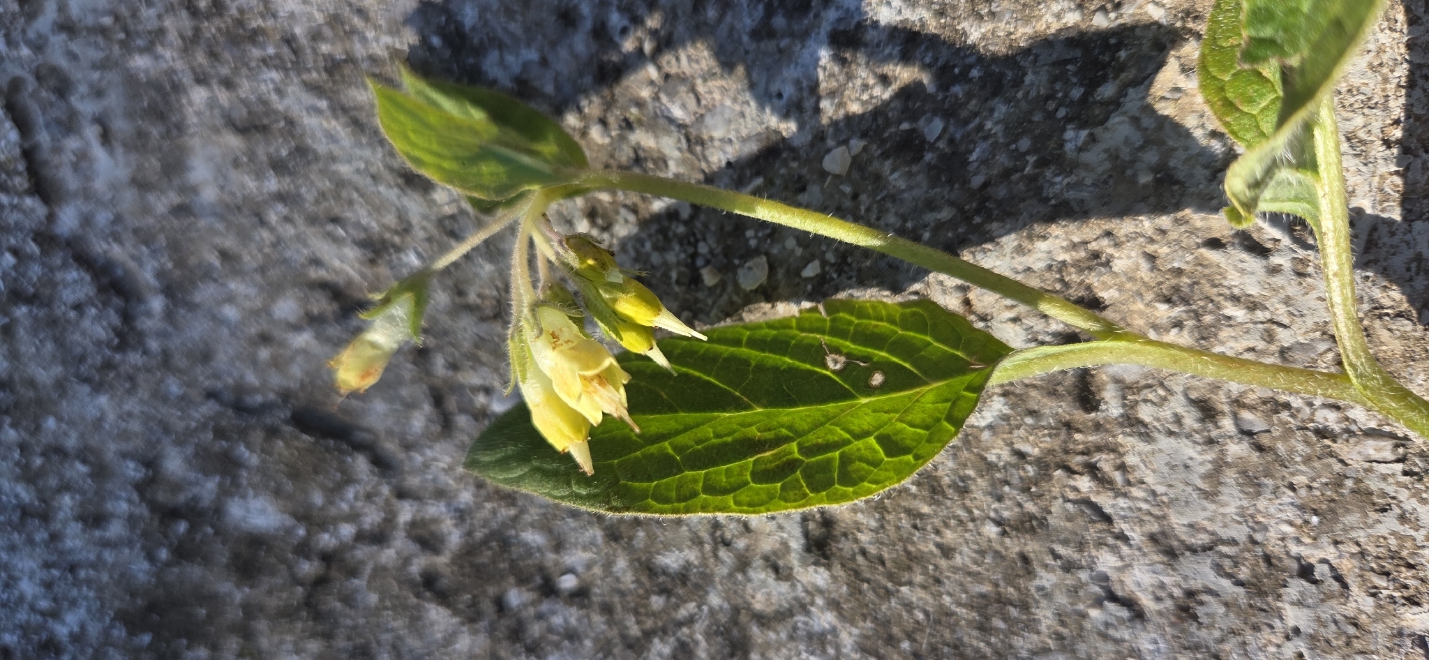 Bulbous Comfrey (Symphytum bulbosum)