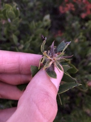 Arctostaphylos pilosula