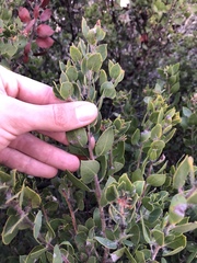 Arctostaphylos pilosula