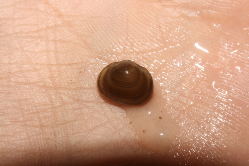 Sphaerium rhomboideum observed 2026-04-04