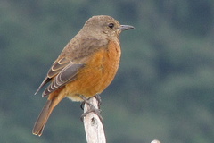 Cape Rock Thrush photo 5