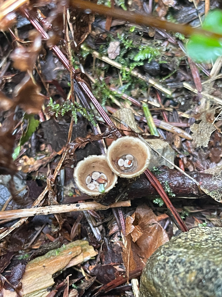 Nidula candida · April 2026 · photo: © ollief09 (iNaturalist, cc0)
