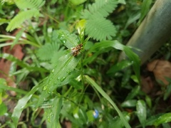 Mellitidia tomentifera