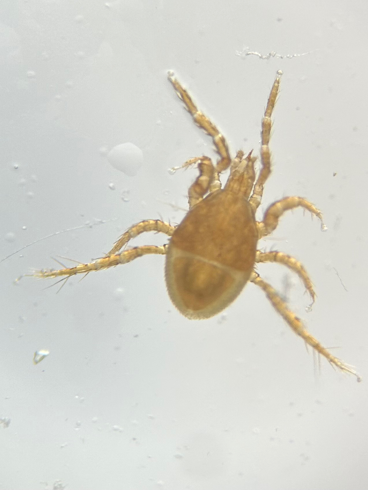 Parasitellus fucorum (De Geer, 1778)