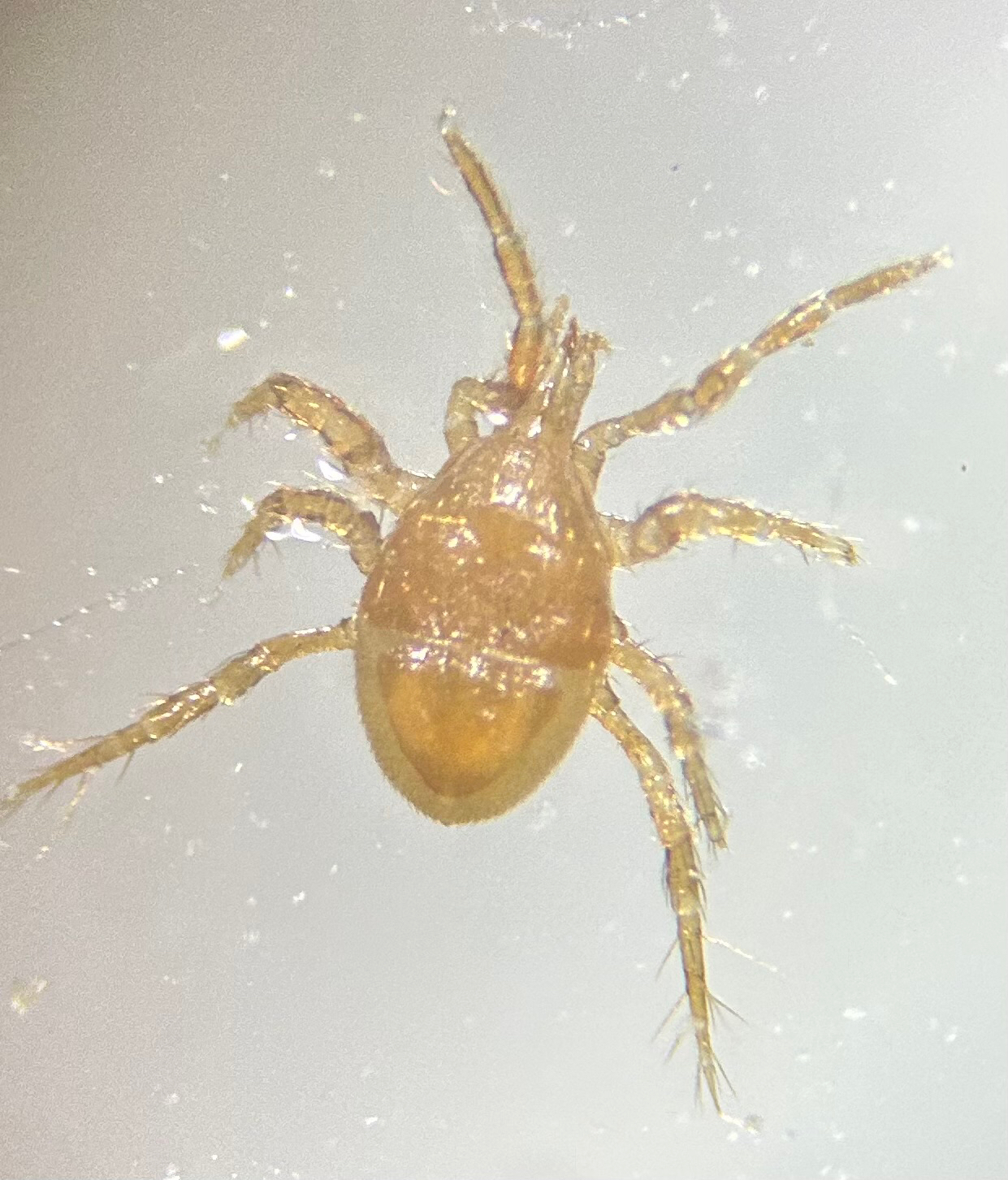 Parasitellus fucorum (De Geer, 1778)