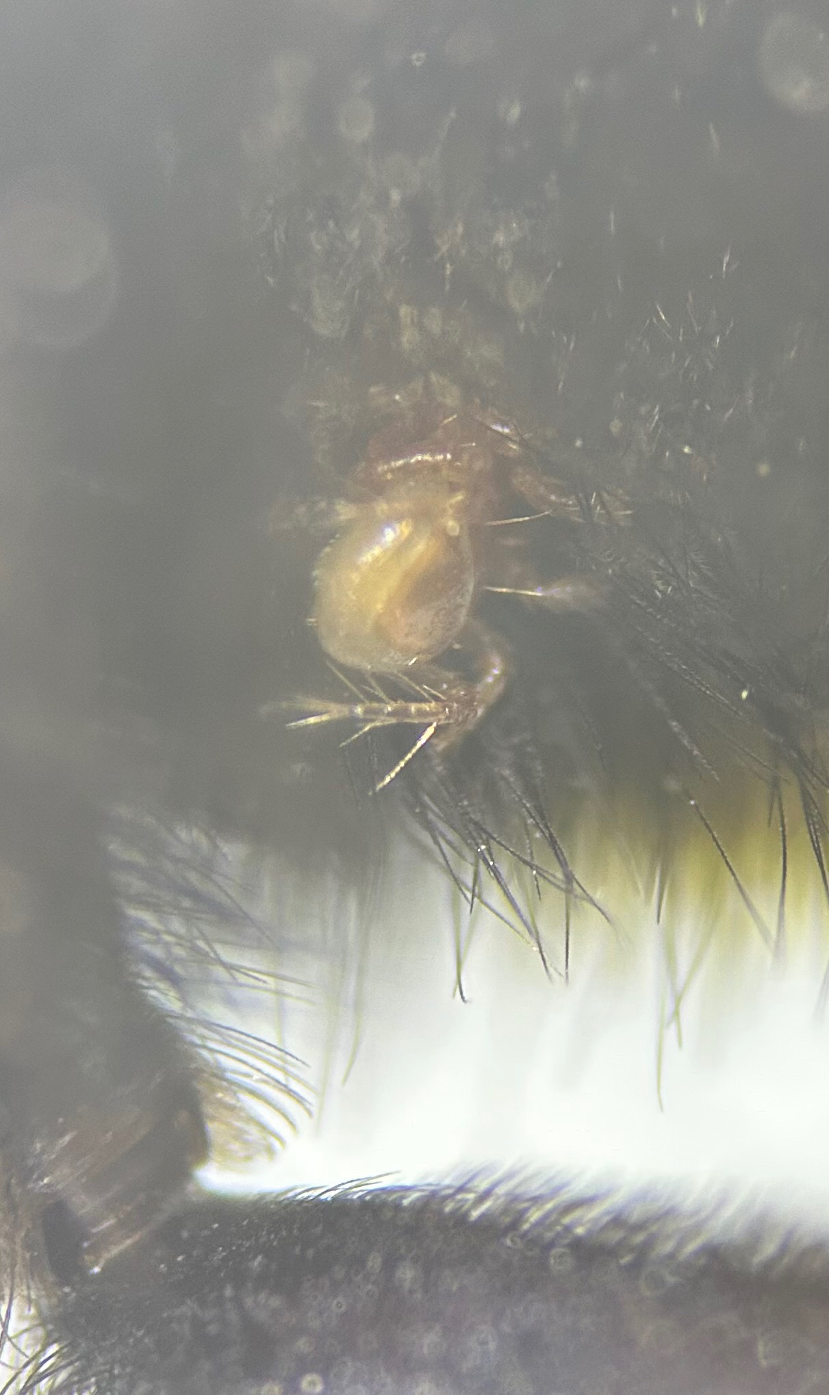 Parasitellus fucorum (De Geer, 1778)