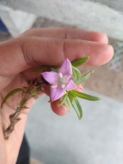 Hexasepalum angustifolium