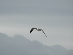 Leucophaeus atricilla