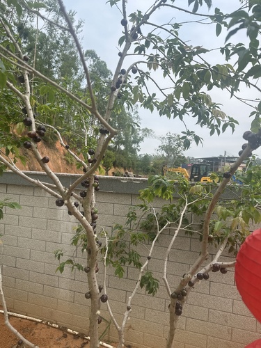 Jaboticaba