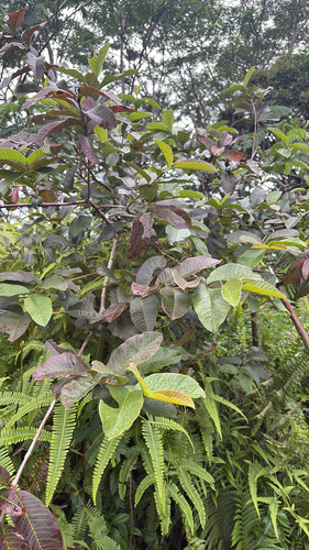 Psidium guajava observed 2026-04-03