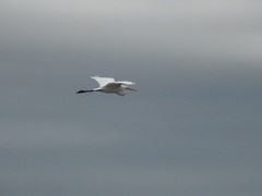 Ardea alba