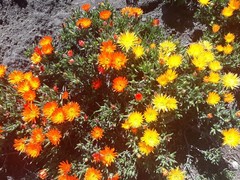 Lampranthus aurantiacus