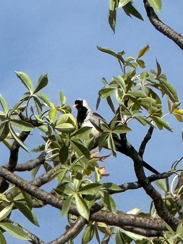 Namaqua Dove