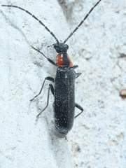Rhagonycha lineola