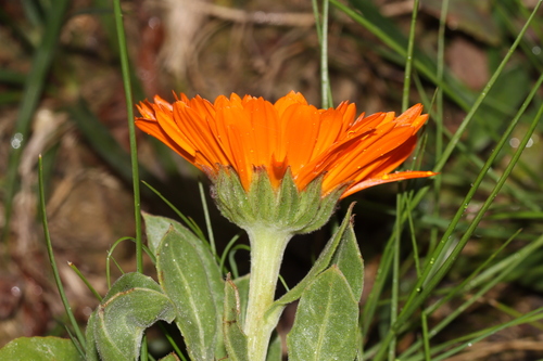 pot marigold