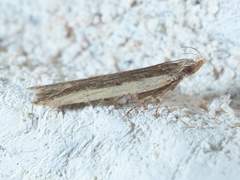 Dichomeris ligulella