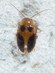 Sacodes pulchella
