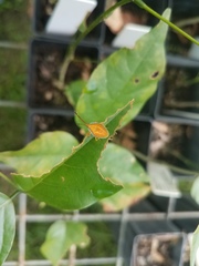 Agapophyta bipunctata