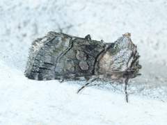 Abrostola microvalis