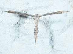 Lioptilodes albistriolatus