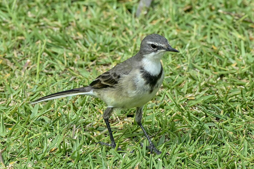 iNaturalist: (c) jean hirons, some rights reserved (CC BY-NC), uploaded by jean hirons iNaturalist image