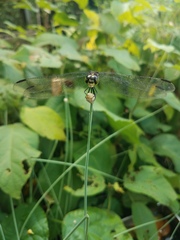 Agrionoptera longitudinalis biserialis