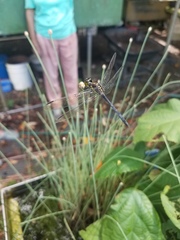 Agrionoptera longitudinalis biserialis