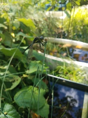 Agrionoptera longitudinalis biserialis