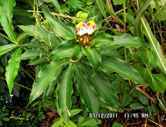 Costus lucanusianus, photograph (c) Philippe Hornus, some rights reserved (CC BY)