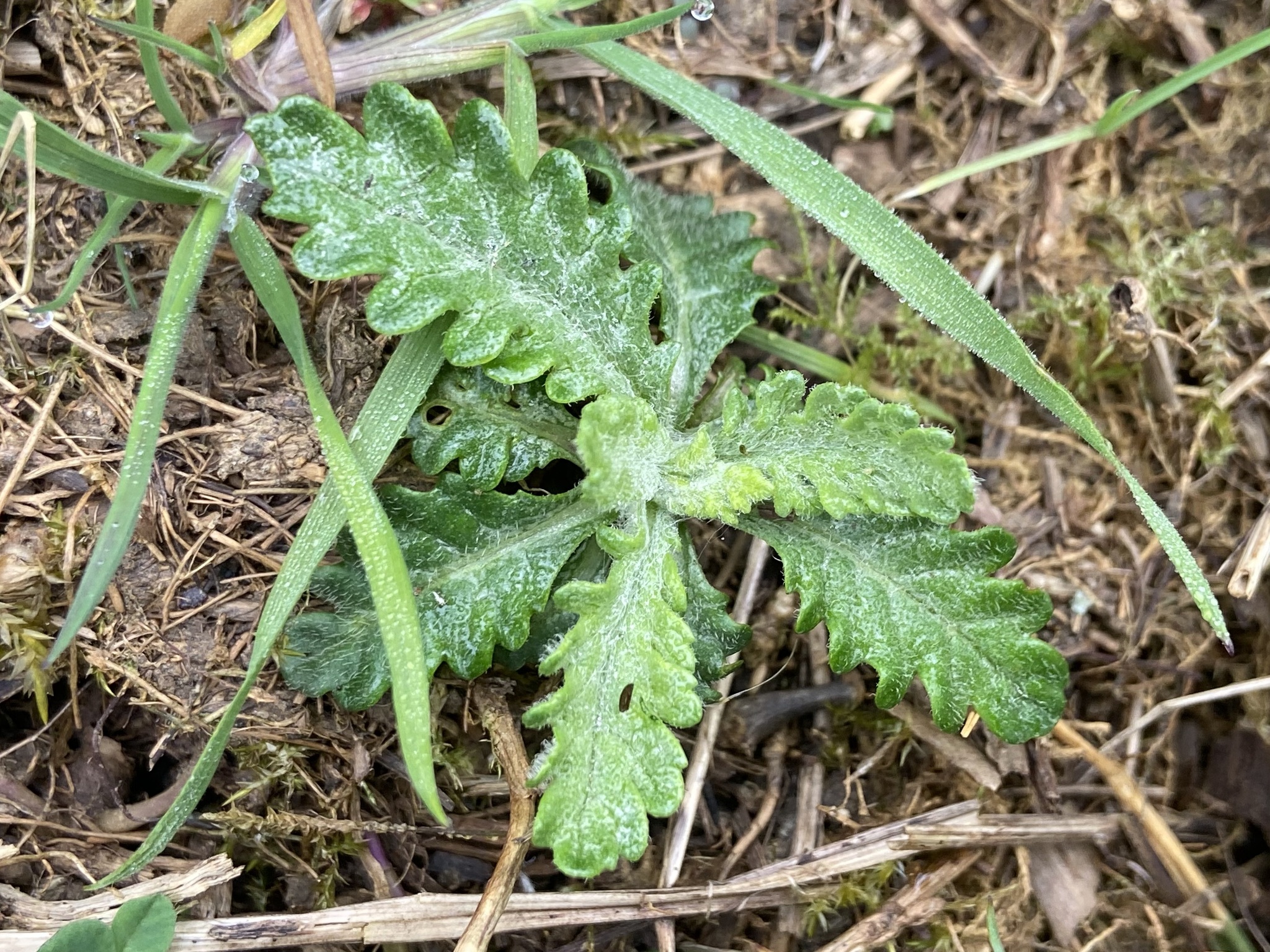 Hoary Ragwort (Jacobaea erucifolia)