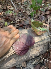 Bauhinia