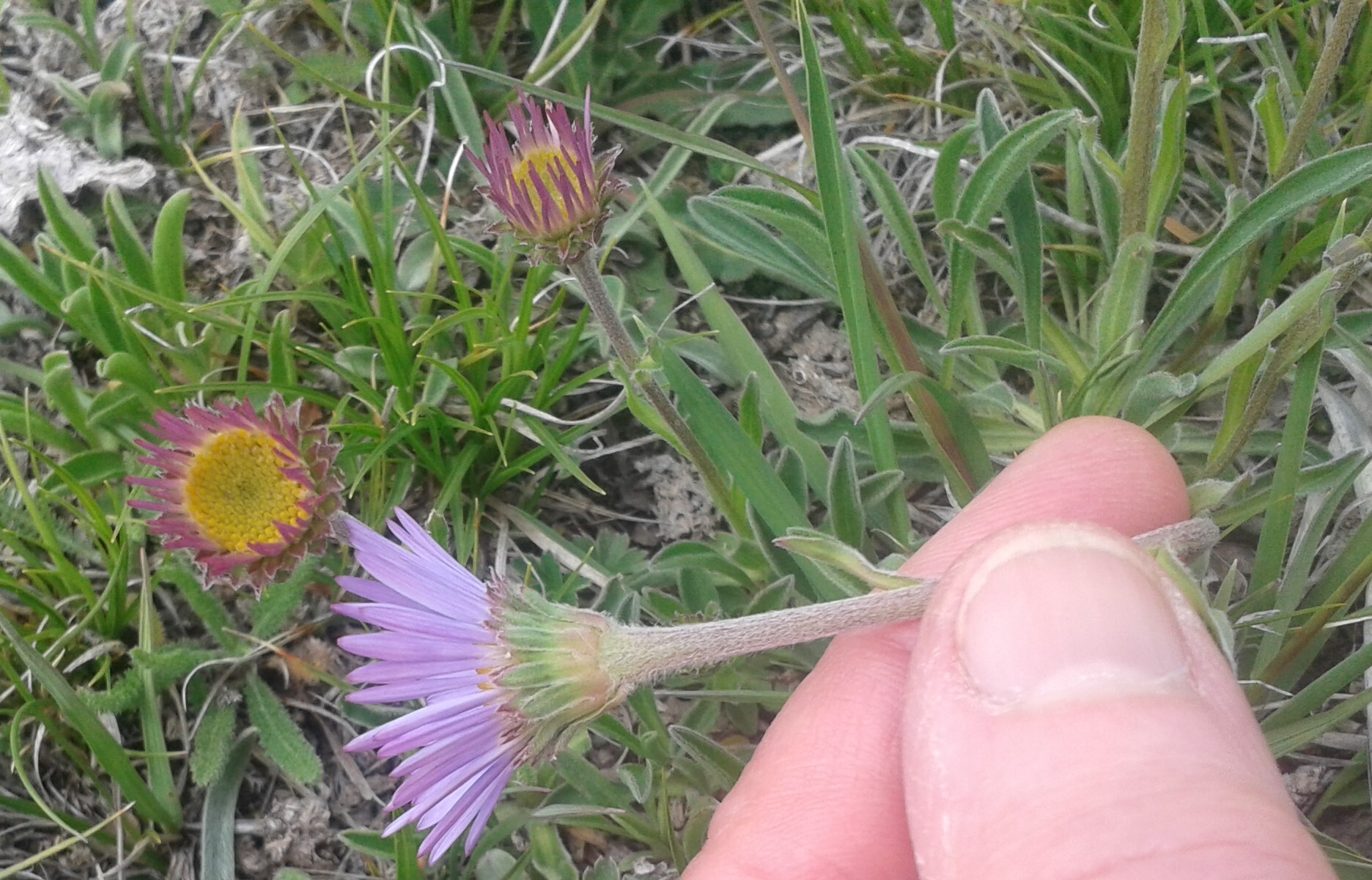 Alpine Aster (Aster alpinus)