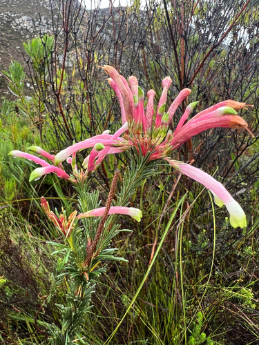 Tall Heaths (Erica fascicularis)