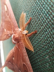 Coscinocera hercules