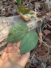 Bauhinia