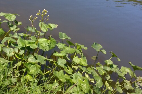 Petasites radiatus (Petasites radiatus)