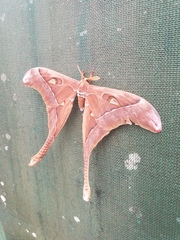 Coscinocera hercules