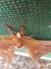 Coscinocera hercules