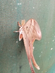 Coscinocera hercules