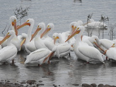 Pelecanus erythrorhynchos
