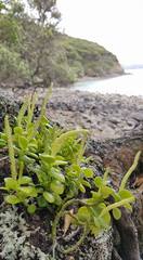 Peperomia urvilleana