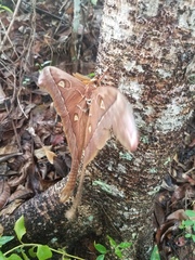 Coscinocera hercules
