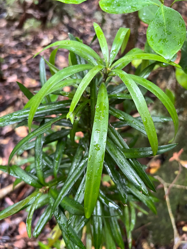 real yellowwood (Podocarpus latifolius)