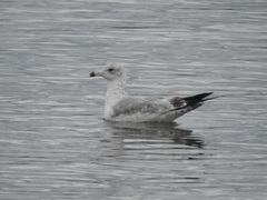 Larus delawarensis
