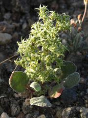 Chorizanthe corrugata