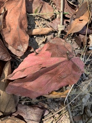 Bauhinia